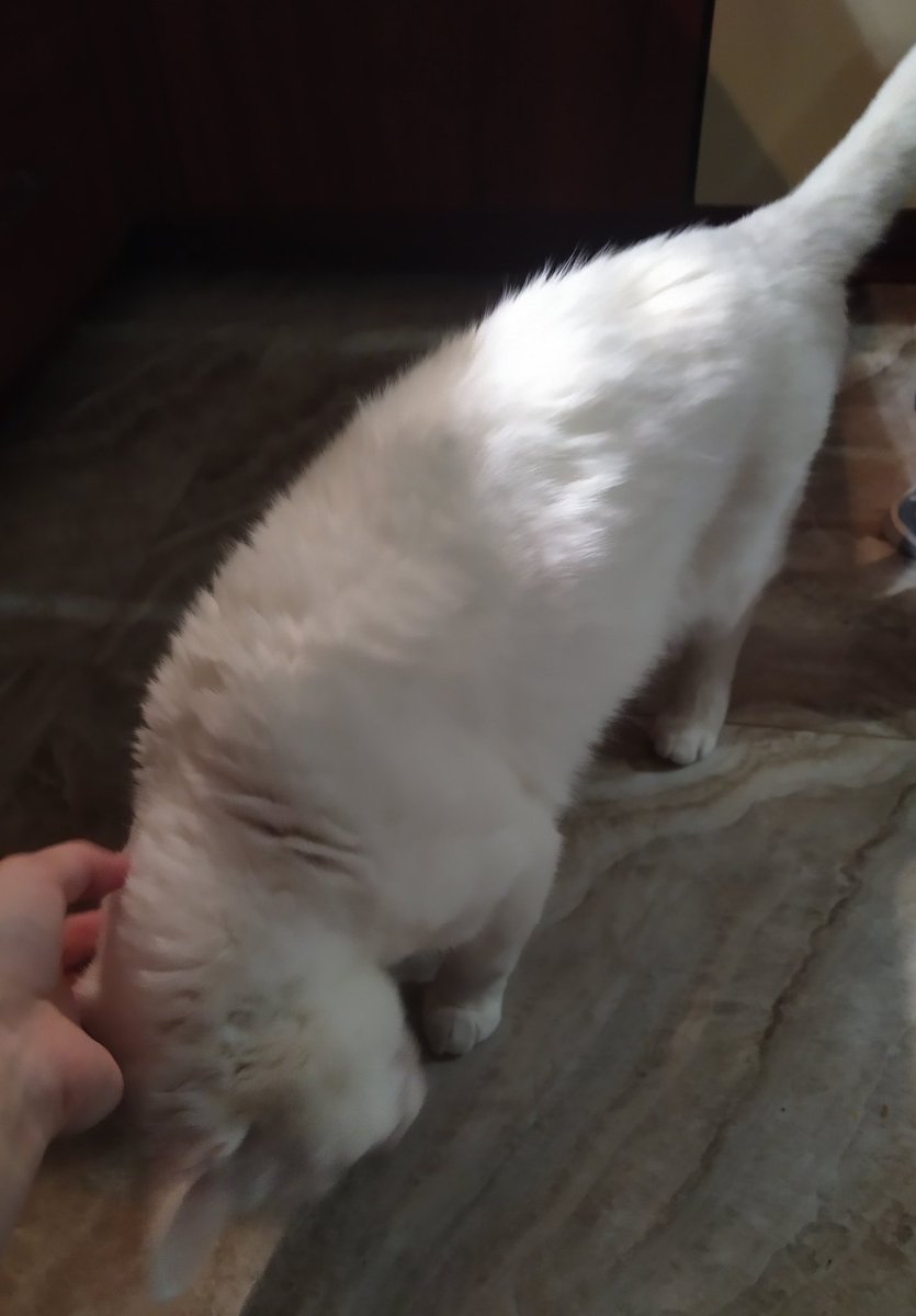 Pigulitsa tweet media