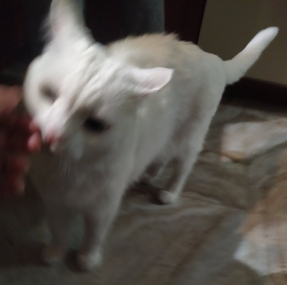 Pigulitsa tweet media