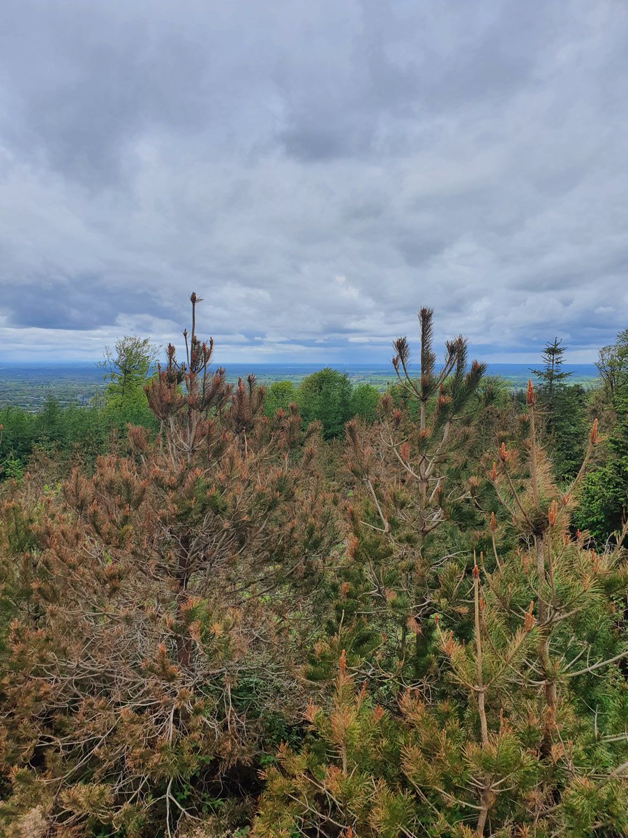 gpodavid's tweet photo. Great views from kinnitty MTB trails. #kinnitty #coilte https://t.co/CJ8zSw81pk