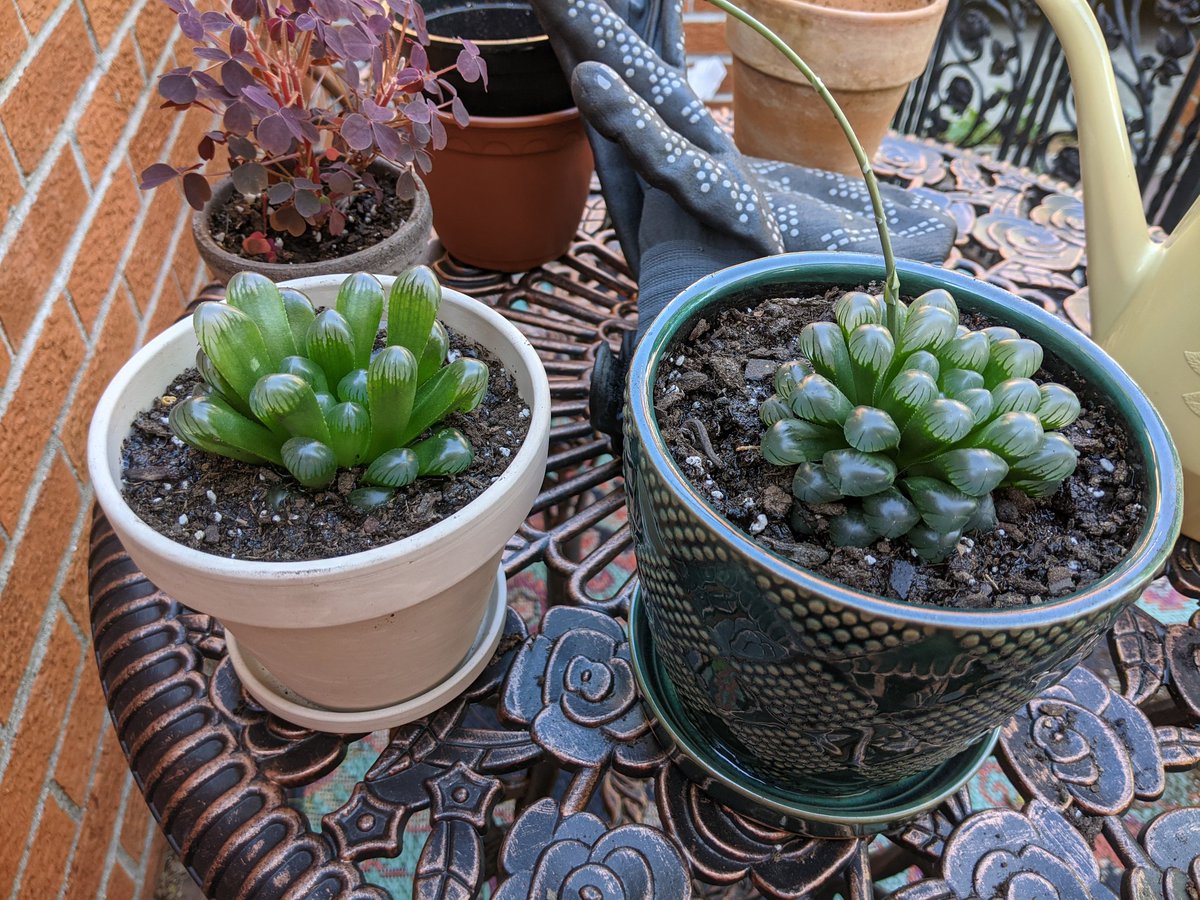 happyinterface's tweet photo. Just realized via repotting that my hawthoria cooperi put out both a pup and a bloom spike while probably having some root rot and not giving any signs of having said root rot??? This plant is tougher than I'll ever be. https://t.co/jIG9KJlBiZ