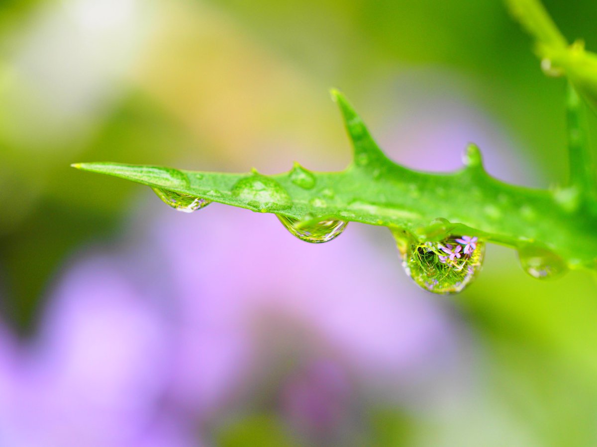 サンドリーム セルシーアンドルモン Sundreamsr Twitter