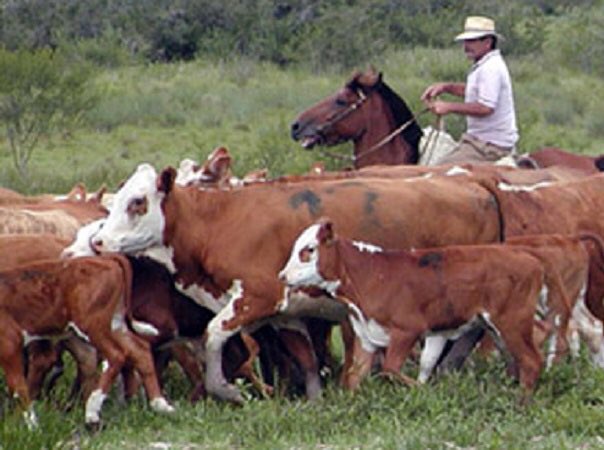 fmarguery's tweet photo. 36 industrias
40 mil empresas rurales
150 mil empleos directos e indirectos
2 mil millones de dólares de exportación.
Principal proteína de consumo entre los uruguayos.

29 de Mayo, día Nacional de la Carne
Felicidades y gracias a los que participan de la cadena. https://t.co/7CNERkzRIy
