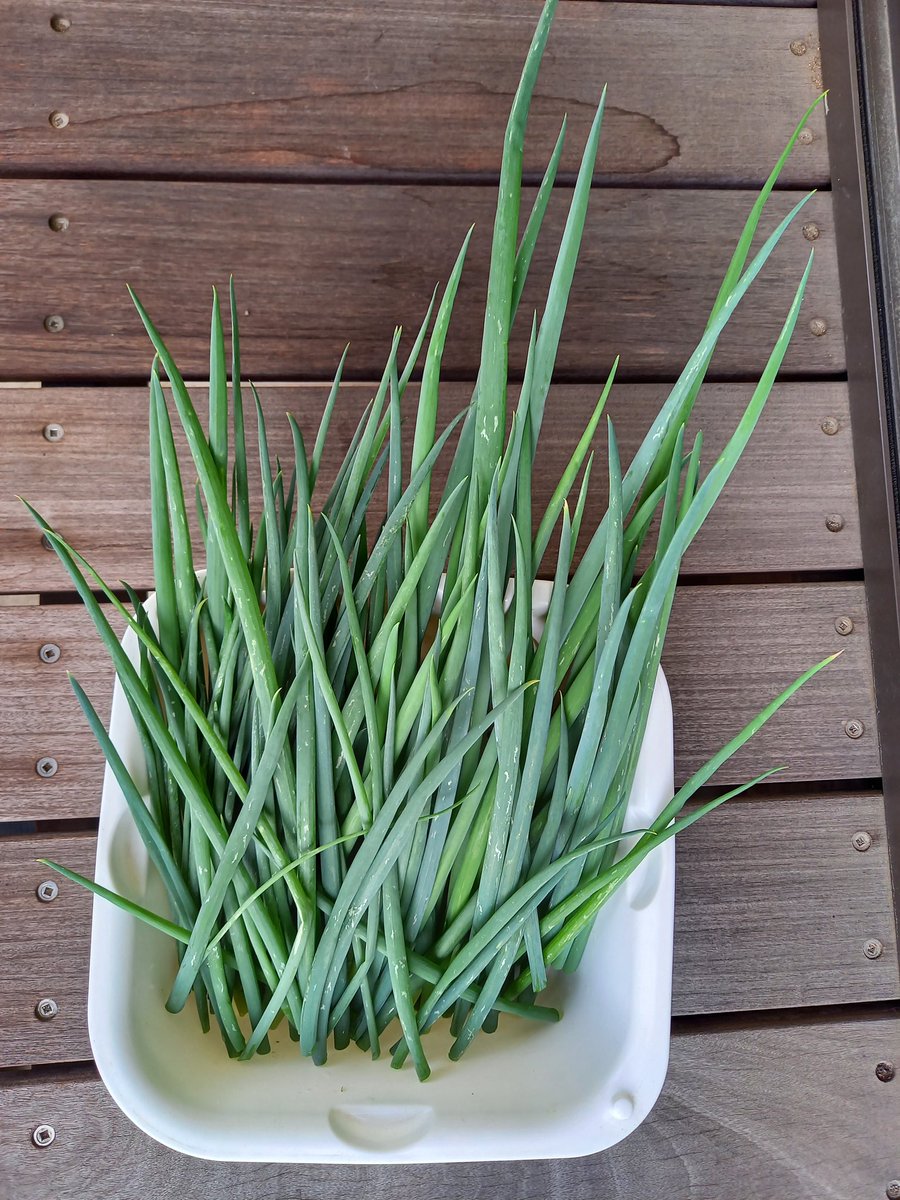 再生ネギ