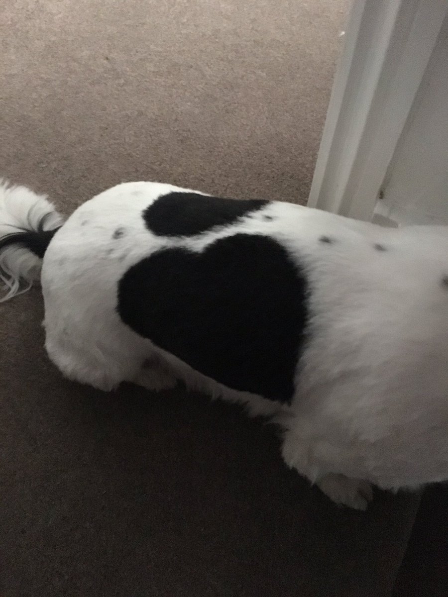 chloeeethorpe's tweet photo. @dog_rates @dog_rates  This is bo, she’s got a pretty big heart 🥰 https://t.co/HzAMl3On25