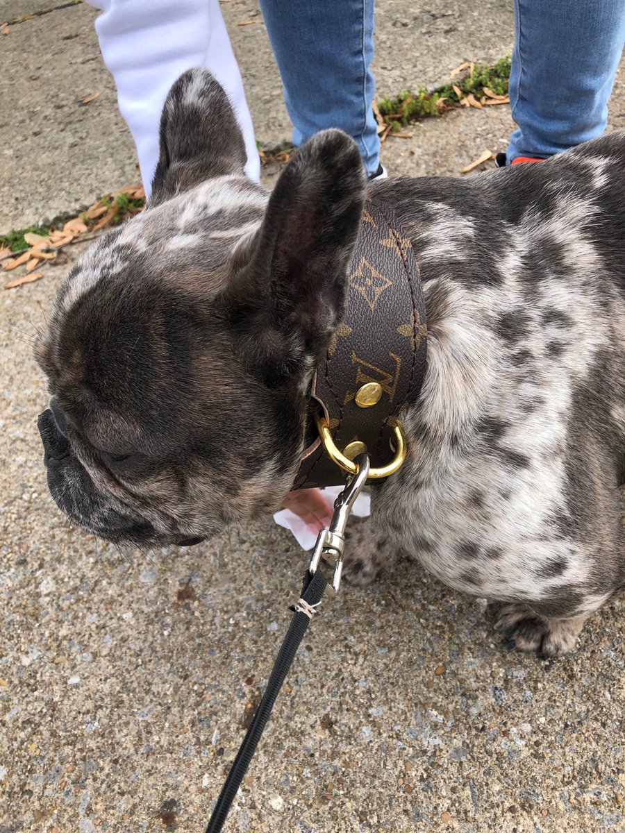 KyleLewandowsk4's tweet image. Please share this!! We found this dog in Cheektowaga, near Dick and George Urban. He had a Louis Vuitton collar but no tags. The person who caught him took him to the vet to see if he has a chip. If you know who’s dog this is let me know!