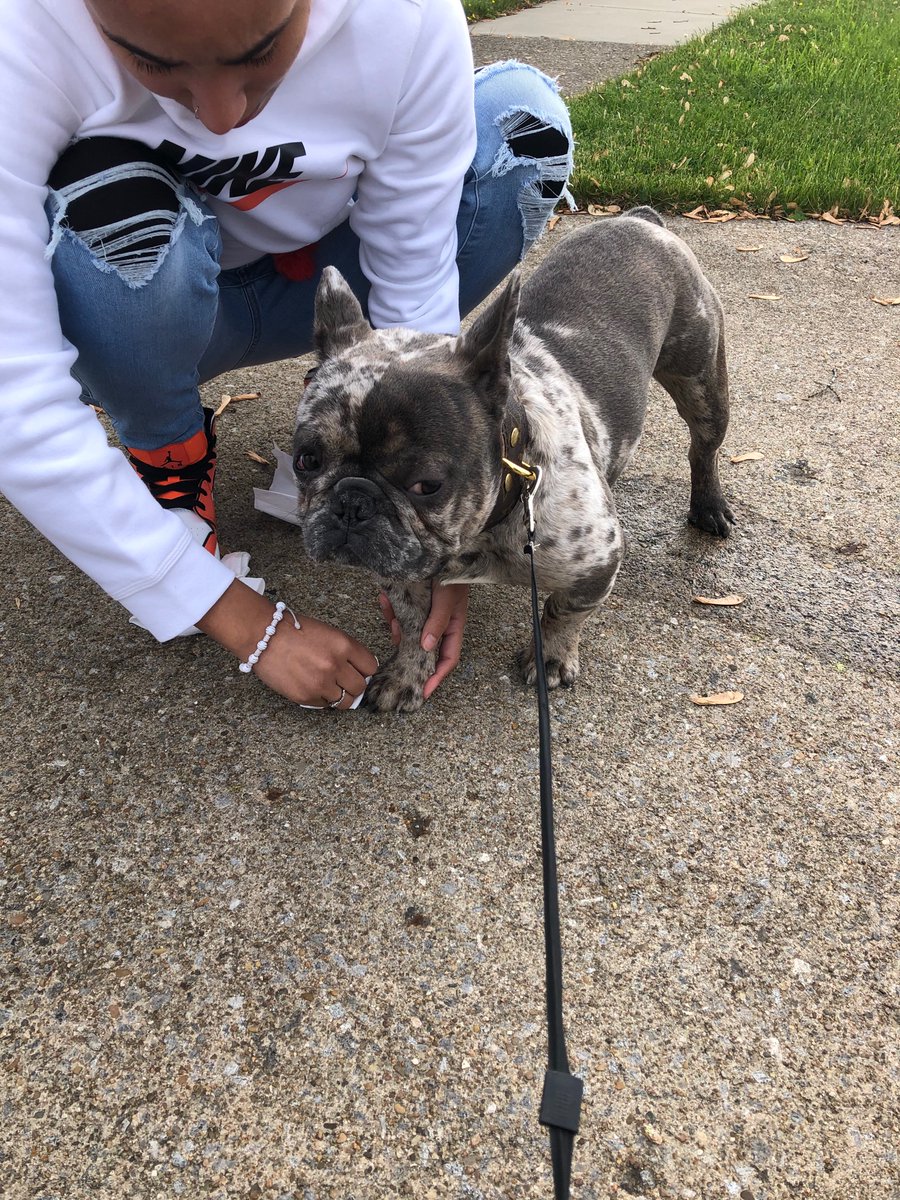 KyleLewandowsk4's tweet image. Please share this!! We found this dog in Cheektowaga, near Dick and George Urban. He had a Louis Vuitton collar but no tags. The person who caught him took him to the vet to see if he has a chip. If you know who’s dog this is let me know!