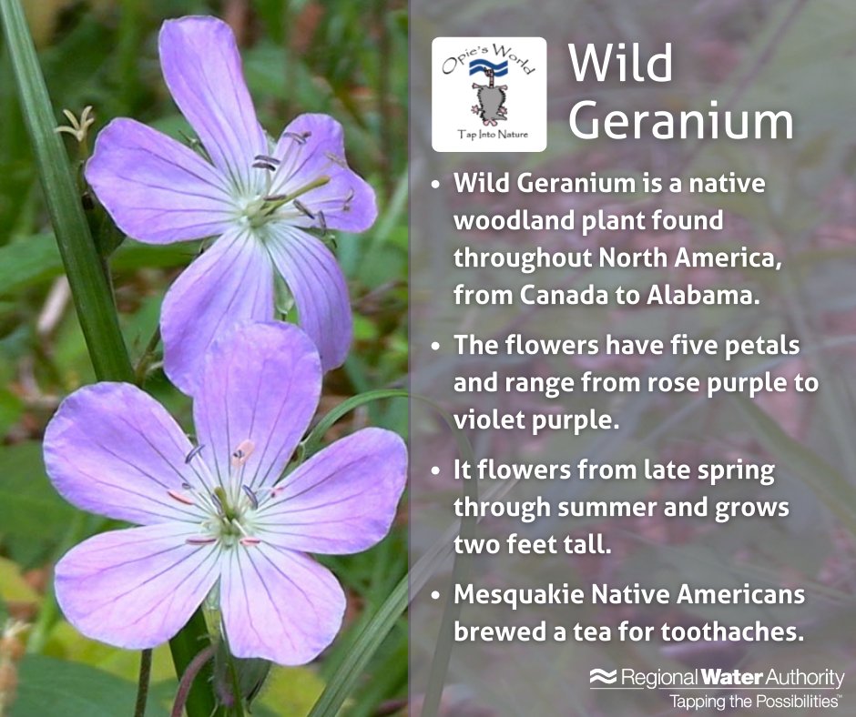 These are not the geraniums you find in your flower boxes!