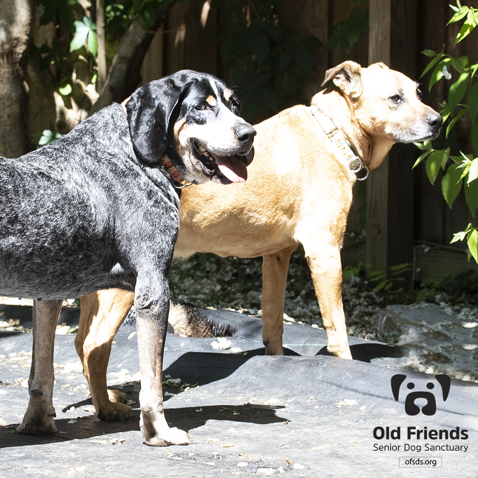 Bosley and Shasta have developed a wonderful friendship! Shasta is bonded with Iggy but every now and then, Iggy goes on a walk-about and Shasta would rather hang back and chill! Bosley is the perfect laid back friend!😀 #OFSDS #OFSDSBosley #OFSDSShasta #SeniorDogs