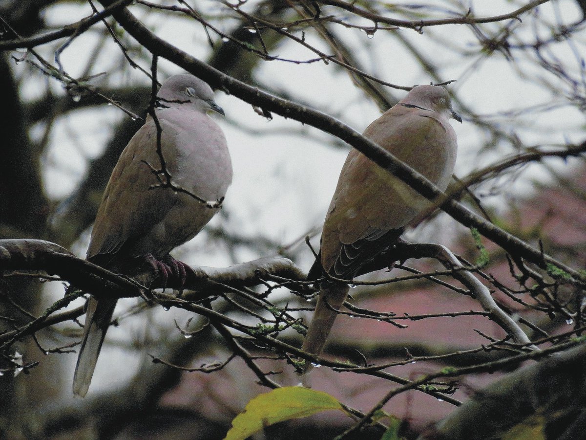 a_london_pigeon's tweet photo. 'Just sleeping in the rain .. ♫
Collared Doves on a wet November morning
📷 @firesidephil #repost2019 https://t.co/0LSAlcAhWG