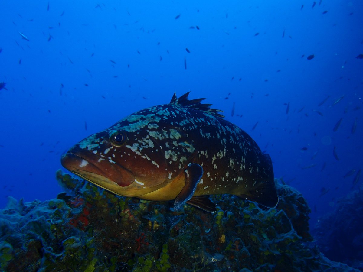 davitindiaz's tweet photo. 🗣️ Empezamos la campaña #INFRAROCK0521 el más completo muestreo en zona infralitoral🐟🐙🌱🦞 rocosa en las costas españolas. Estaremos 30 🗓️días muestreando 🤿 en el Mediterráneo Peninsular. Acompañanos! #ESMARE @mapagob @IEOoceanografia @mitecogob @socib_icts https://t.co/wzRpNXhgNE
