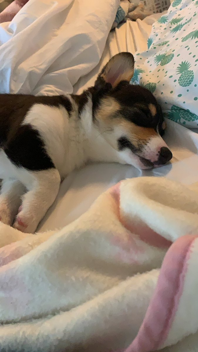 simplybesson_'s tweet photo. @whydontwemusic Tried just like my little puppers https://t.co/95f1e2AjdY