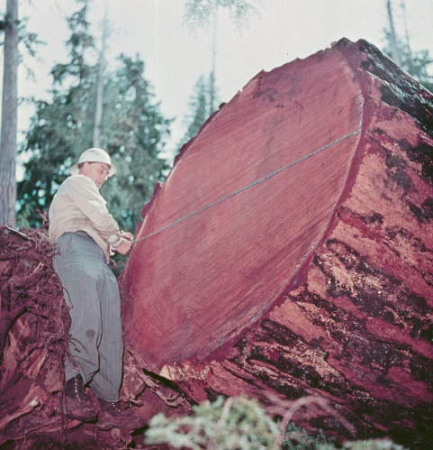 CraigBaird's tweet photo. G. Wellburn, the logging manager, counts the rings on a Douglas Fir that was cut down near Duncan, British Columbia in 1953.
*LAC 4293084*
#logging #britishcolumbia #bchistory #bc #bclogging #logginghistory #lumber https://t.co/QbVLjGAjEF