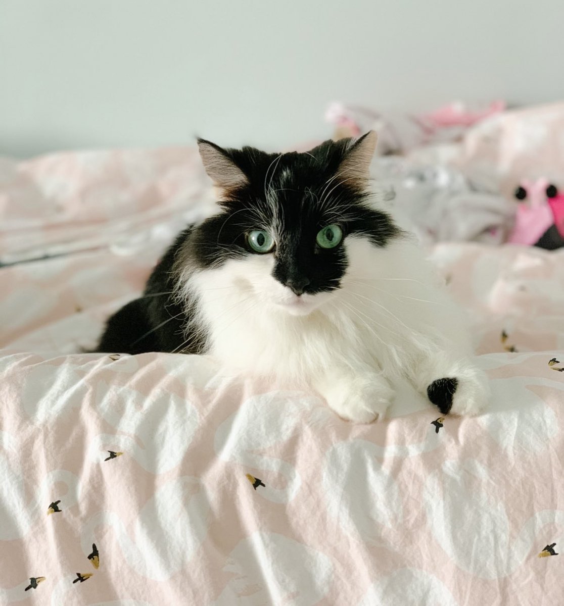 schenleyschenn's tweet photo. @ThatEricAlper This is our cat, Ryan Pawsling. The name came to me in a dream 😂😍 https://t.co/JN6y1zvKkt