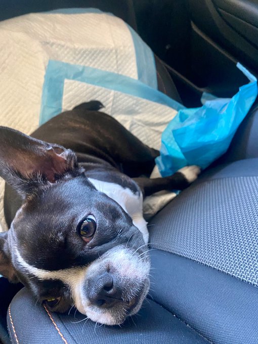 Heading to the vet because someone can&rsquo;t keep her insides inside 💩☹️ Fingers crossed for Lucy! 🤞🏼 https://t