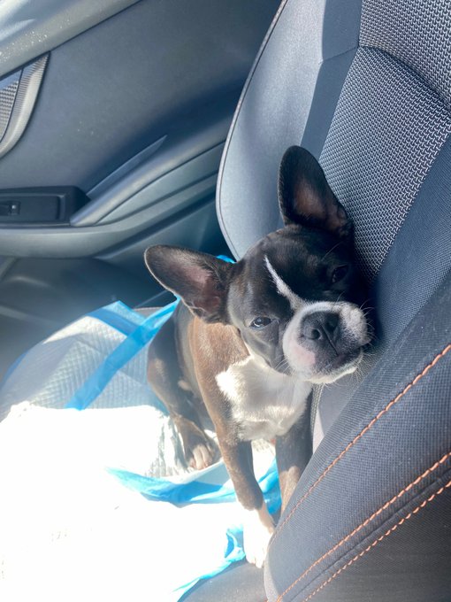 Heading to the vet because someone can&rsquo;t keep her insides inside 💩☹️ Fingers crossed for Lucy! 🤞🏼 https://t