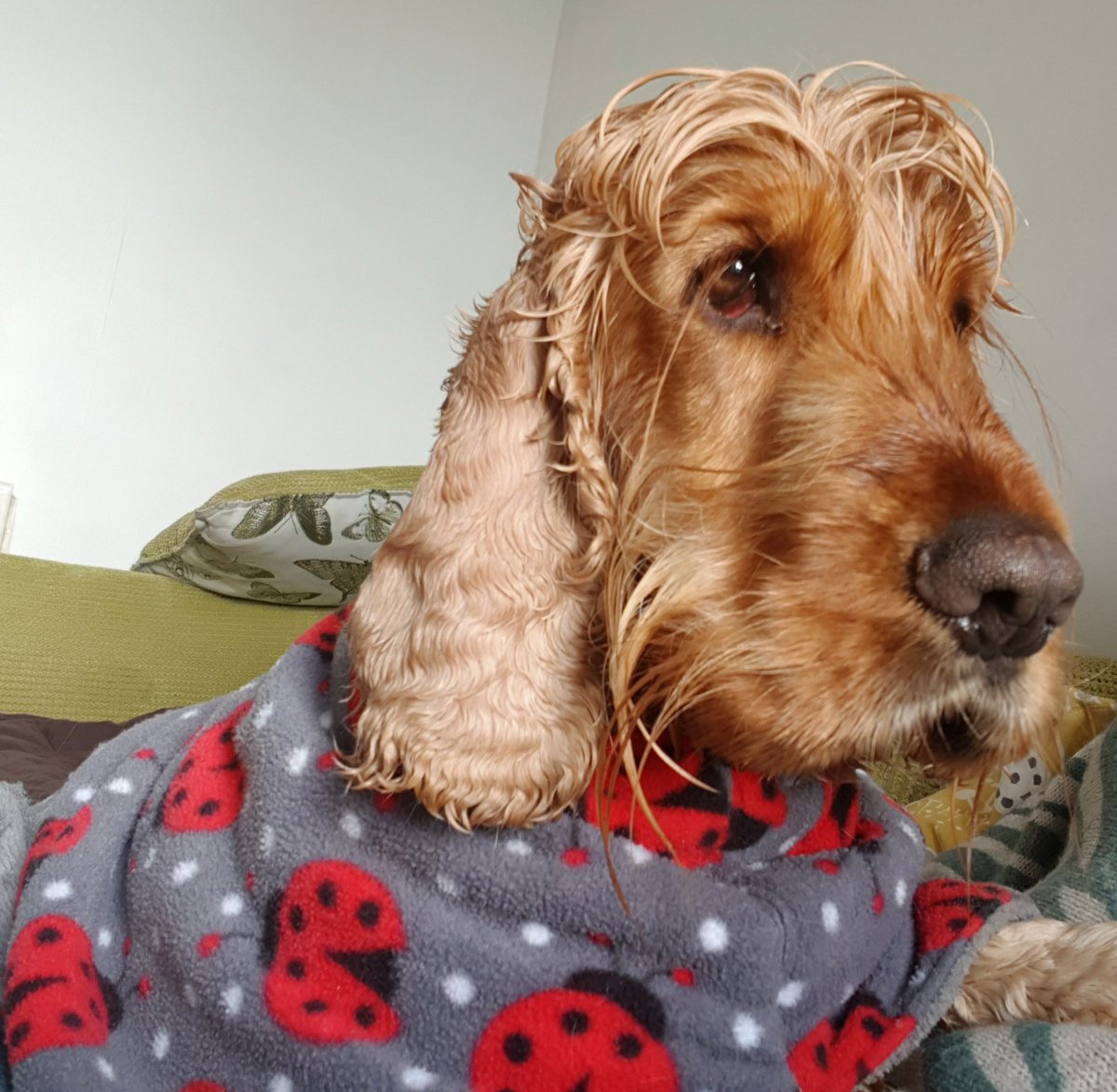 Julie_Twaddell's tweet photo. He thoroughly enjoyed the walk. He thoroughly enjoyed the muddy puddle. Twice. He wasn't that impressed with the shower afterwards. #dryingcoat #suave https://t.co/U53VxLrZlc