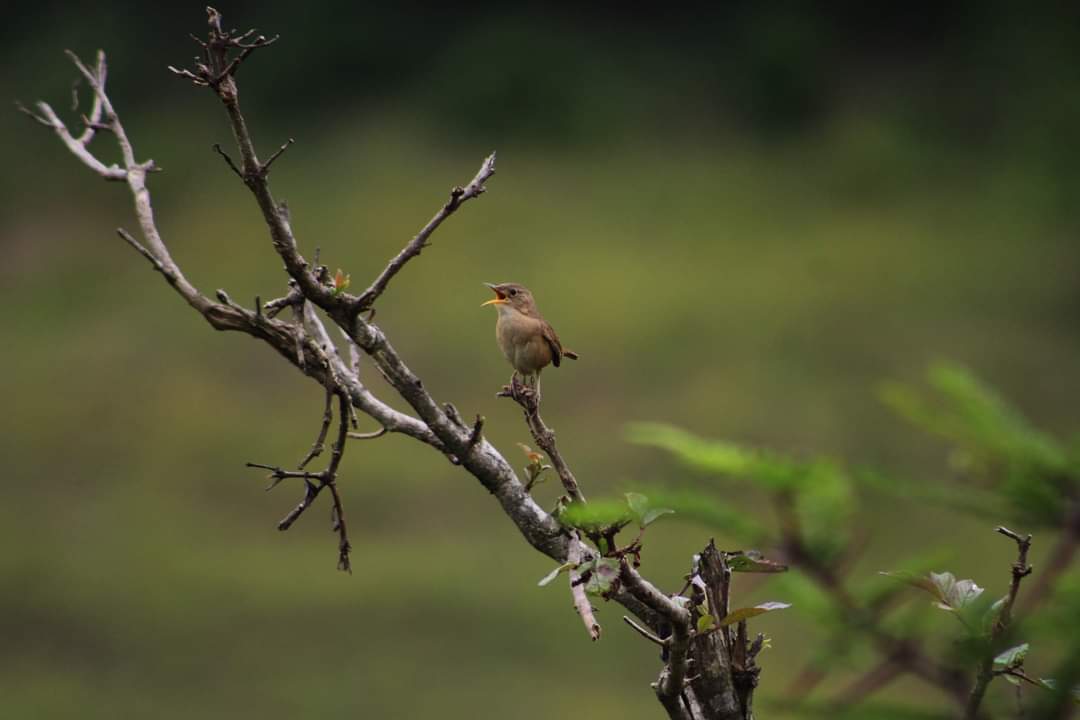 📸 Este 🕊️ pajarito manifestaba una actitud de defensa, furia y a la vez temor por un felino 🐈 que rondaba a sus tiernos pichones. Finalmente la tragedia fue el gran ausente para este animalito de alto vuelo.
Ocurrió en el barrio Canchinamaca 
#Gonzanamá
#aves  
#LAFOTOHUGO
