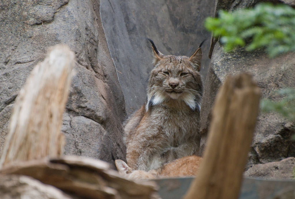 HourlyLynxes's tweet photo. HourlyLynxes presents: https://t.co/0IHKLCzDMs
