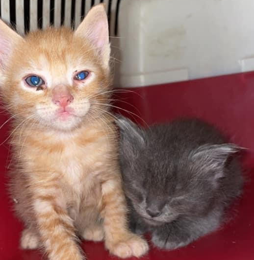 Cat_Kapow's tweet photo. Help good #people #makingadifference for 65 street #cats in 🇫🇷#France 💕🐈 Volunteers feed & provide vet care but have run out of funds due to restrictions 🙀💔 #help raise 1,080 kg emergency kibble 🐱🙏#Click & or #donate #CatsOfTwitter #MakeItHappen ➡️https://t.co/XoVvO8sCk6 https://t.co/ZoYHPxM8FO