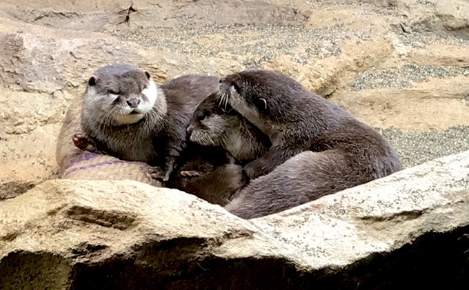 世界カワウソの日のtwitterイラスト検索結果