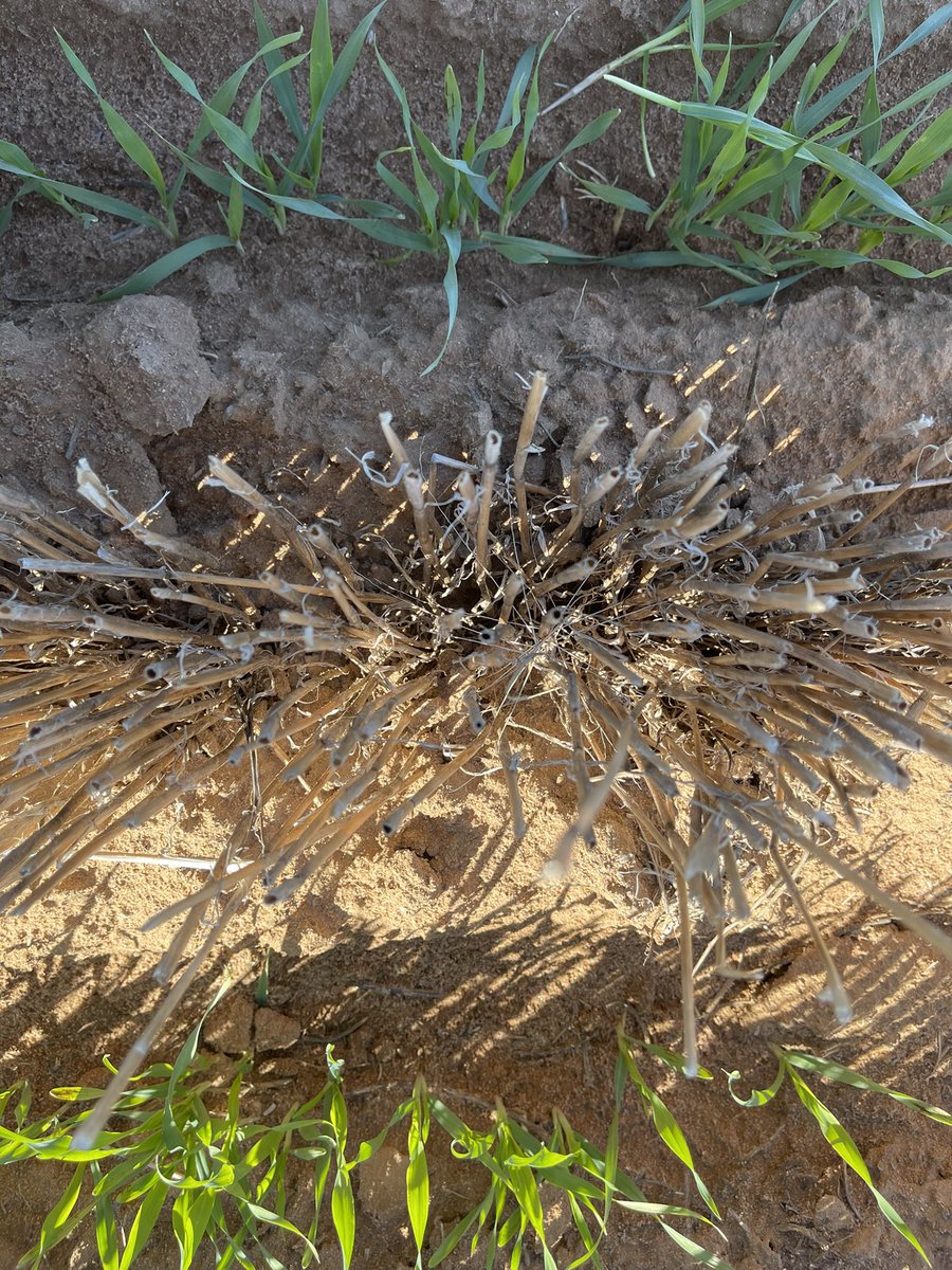 rick_rundell's tweet photo. #planet barley sown using #Doubleknocks #mixandrotate #pre-ems with Voraxor plus Trif #chafflining #bigsix @aritchie17 @WeedSmartAU https://t.co/G9dliRtwl5