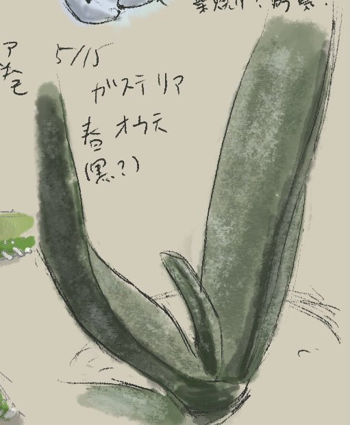 mendakoct's tweet photo. 絵にするの難しいズ（リベンジしよ…）
アロエフラミンゴ&amp;
ガステリア黒春鶯囀
見る角度によって色が変わって見える〜✨

#多肉植物
#succulent https://t.co/Mi1Rsj4QTl