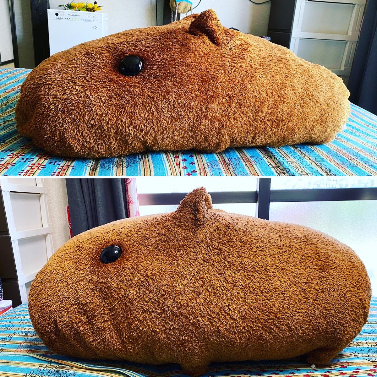 カピバラさん カピバラさん