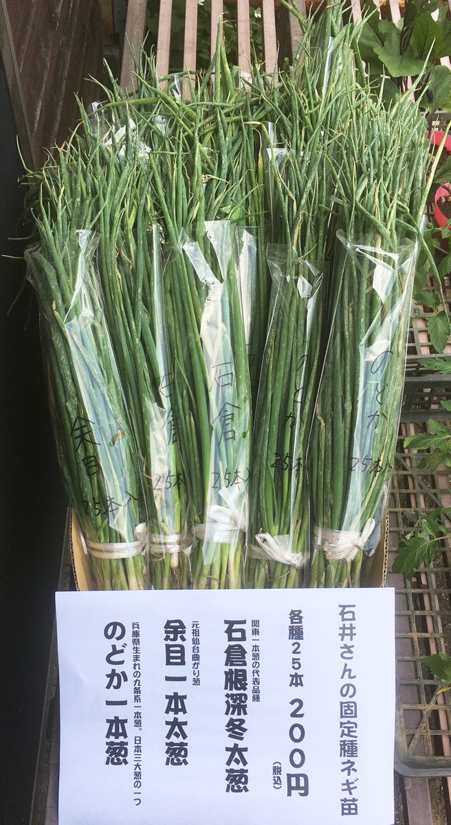 野口のタネ オンラインショップ Noguchiseed Twitter 野口のタネ オンラインショップ Noguchiseed Twitter