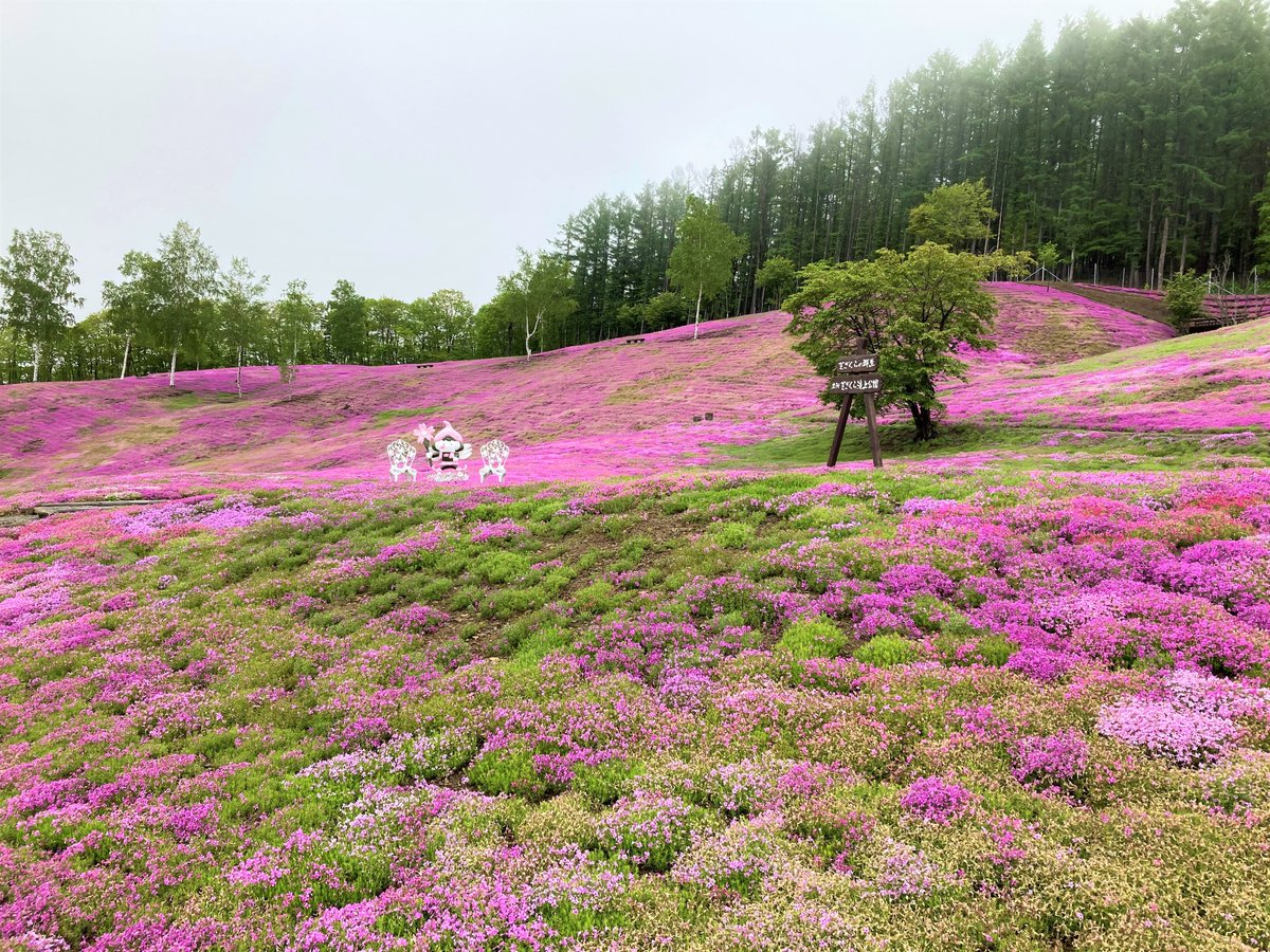 takinoue_kanko's tweet photo. 5/30芝ざくら滝上公園情報】
現在の天候は曇り。うっすらと霧がかかる天候です。
今日は一日このような天気が続きそうです。
予想最高気温は12℃となっております。暖かい恰好でお越しください。
花の見ごろもいよいよ終盤です。公園西側斜面と上段に群落が残っています。#滝上町　#芝ざくら滝上公園 https://t.co/bOHubBsOoT