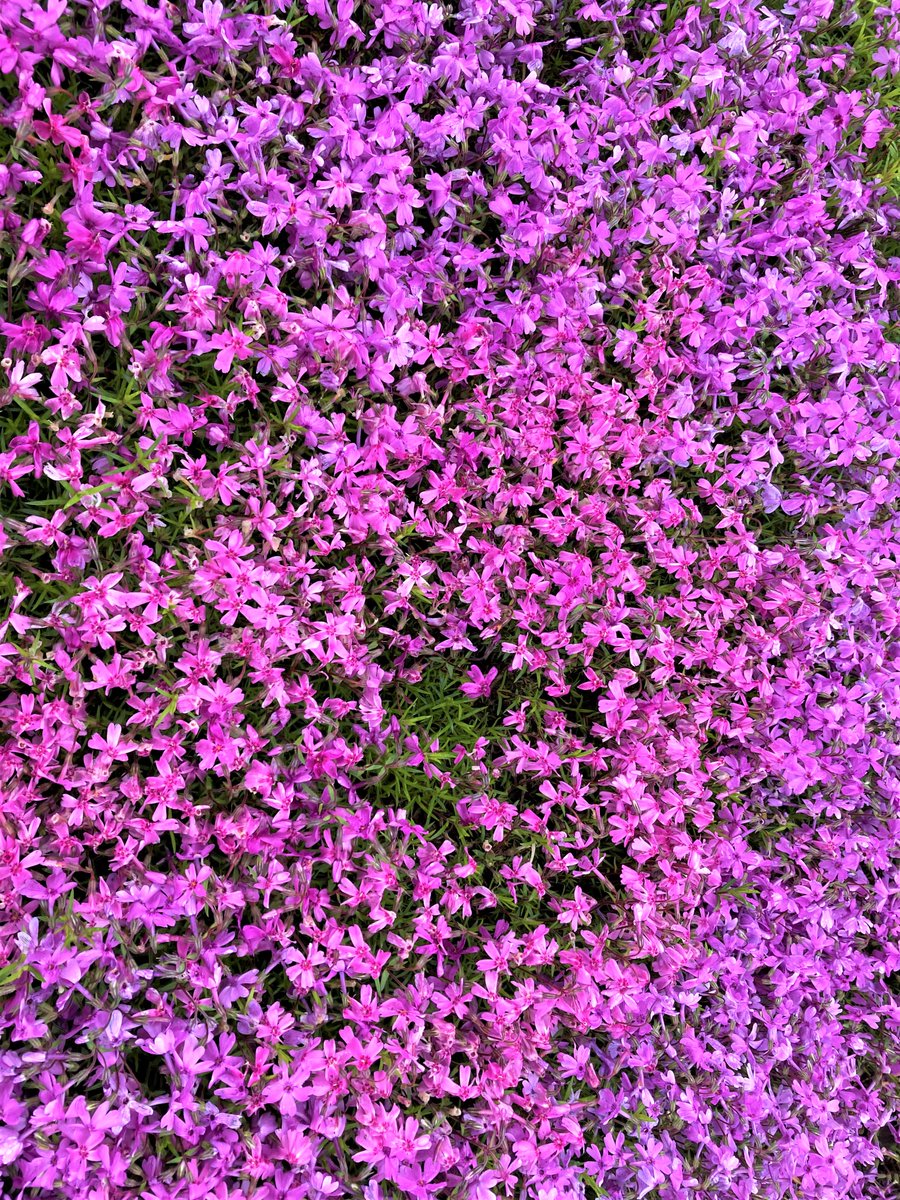 takinoue_kanko's tweet photo. 5/30芝ざくら滝上公園情報】
現在の天候は曇り。うっすらと霧がかかる天候です。
今日は一日このような天気が続きそうです。
予想最高気温は12℃となっております。暖かい恰好でお越しください。
花の見ごろもいよいよ終盤です。公園西側斜面と上段に群落が残っています。#滝上町　#芝ざくら滝上公園 https://t.co/bOHubBsOoT