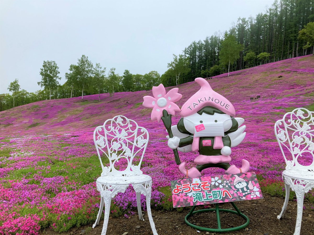 takinoue_kanko's tweet photo. 5/30芝ざくら滝上公園情報】
現在の天候は曇り。うっすらと霧がかかる天候です。
今日は一日このような天気が続きそうです。
予想最高気温は12℃となっております。暖かい恰好でお越しください。
花の見ごろもいよいよ終盤です。公園西側斜面と上段に群落が残っています。#滝上町　#芝ざくら滝上公園 https://t.co/bOHubBsOoT
