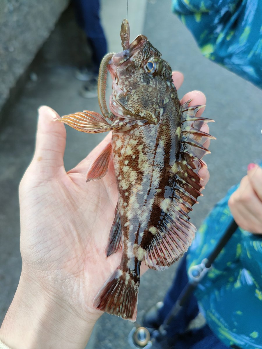 山カサゴ Sebastiscusfish Twitter