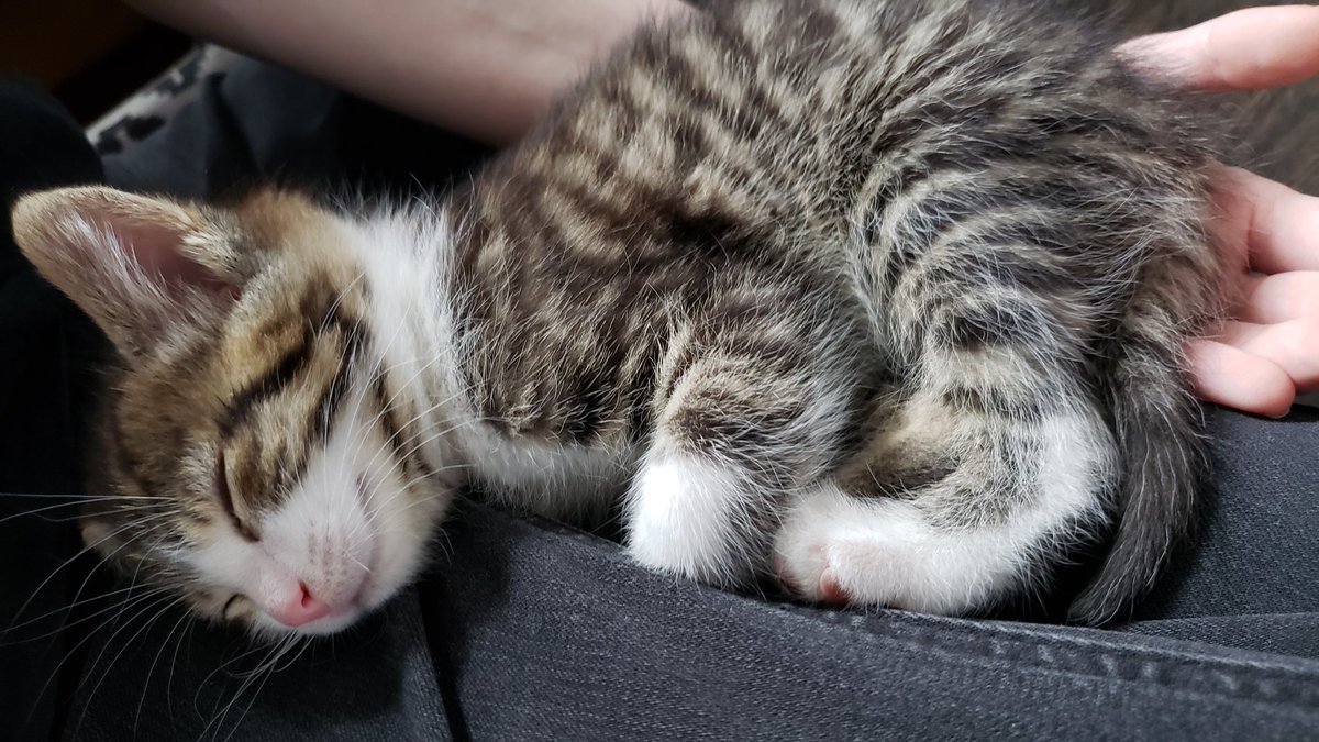 schlattlovers's tweet photo. Anyways here's my new cat https://t.co/FnjkaupYun
