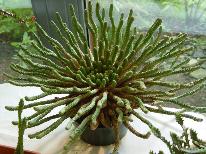 While there are not many types of euphorbias growing naturally here in Maryland, they make up a sizeable number of plants in many potted succulent collections.  Here's a beautiful large Euphorbia esculenta, a medusa type euphorbia at one of our local C&S Society plant shows.