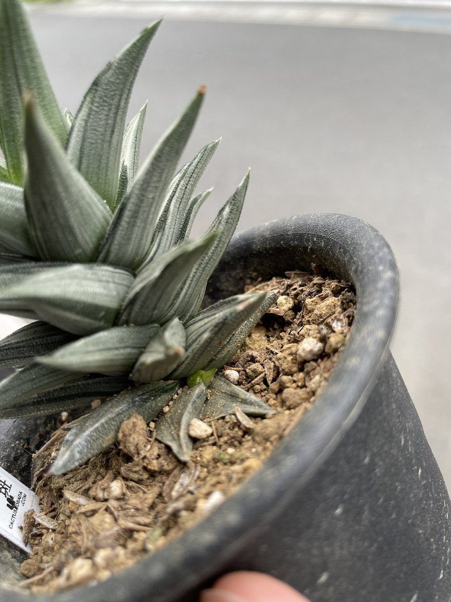 Dｰtetralone 多肉植物 食べ歩き ご当地キャラ ハオルチア 硬葉 ビスコサ白斑 幻の塔 軟葉とはちょっと異なる花芽が伸びはじめたけど 硬葉系はこの子だけ 受粉させず 一輪開花したら切るほうが良いか 株元に子株が4つある 群生風にしたいな W