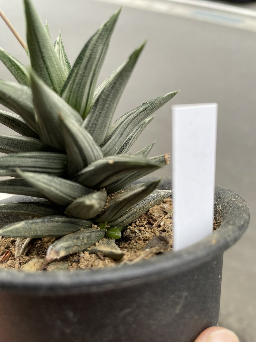 Dｰtetralone 多肉植物 食べ歩き ご当地キャラ ハオルチア 硬葉 ビスコサ白斑 幻の塔 軟葉とはちょっと異なる花芽が伸びはじめたけど 硬葉系はこの子だけ 受粉させず 一輪開花したら切るほうが良いか 株元に子株が4つある 群生風にしたいな W