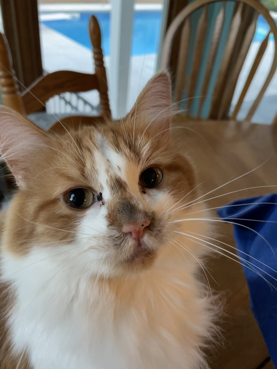 godsgapeach's tweet photo. I couldn’t possibly have been licking the tops of the burgers! I don’t know who that could have been. 🤷🏽♀️
🤦🏽♀️🤣🤣 #caturday #cats #CatsOfTwitter #innocent #notguiltyatall https://t.co/uySWmZHPV6