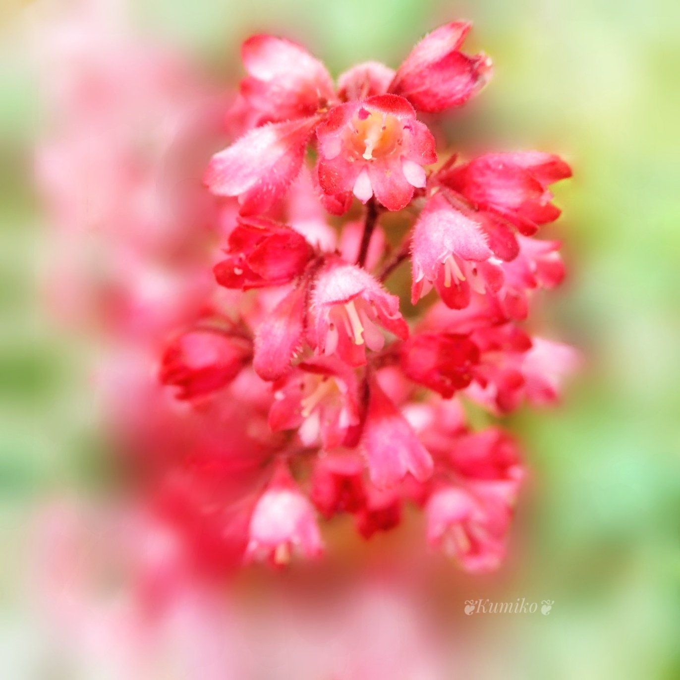 ツボサンゴ Twitter Search Twitter