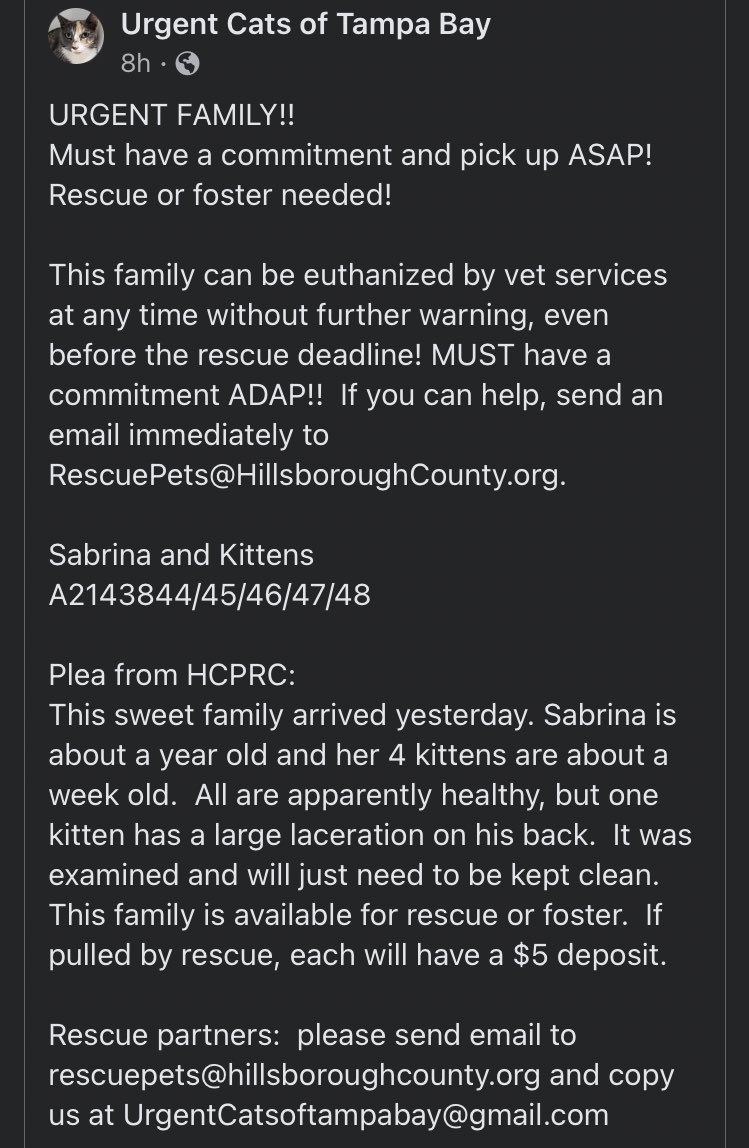 ngremmy's tweet photo. #URGENT #TAMPABAY #GLORIDA #CATS new mom SABRINA and her #KITTENS desperately need our help to escape the #shelter and find a safe place to grow and thrive! Please RT-#adopt-#foster-pledge! #TeamKittySOS #AdoptDontShop https://t.co/1sN7qFQnIr https://t.co/fApFvMJiBy