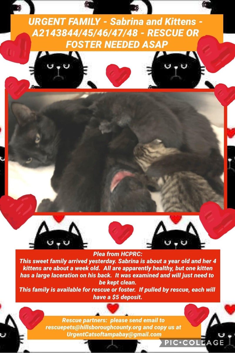ngremmy's tweet photo. #URGENT #TAMPABAY #GLORIDA #CATS new mom SABRINA and her #KITTENS desperately need our help to escape the #shelter and find a safe place to grow and thrive! Please RT-#adopt-#foster-pledge! #TeamKittySOS #AdoptDontShop https://t.co/1sN7qFQnIr https://t.co/fApFvMJiBy
