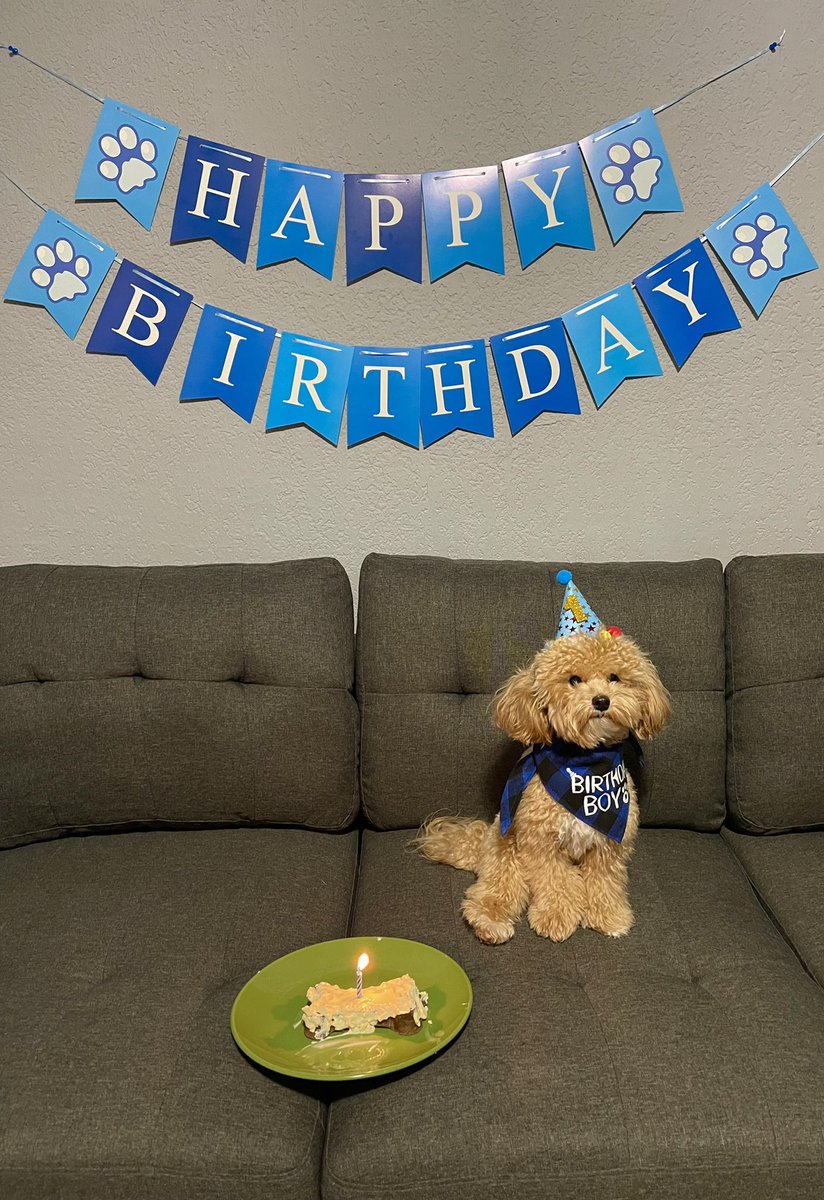 DJKingBori's tweet photo. Happy 1st Birthday to my sweet boy Chase! 🐶 #Maltipoo #DogsOfTwitter #DogsOfNY https://t.co/C7jGgjpATM