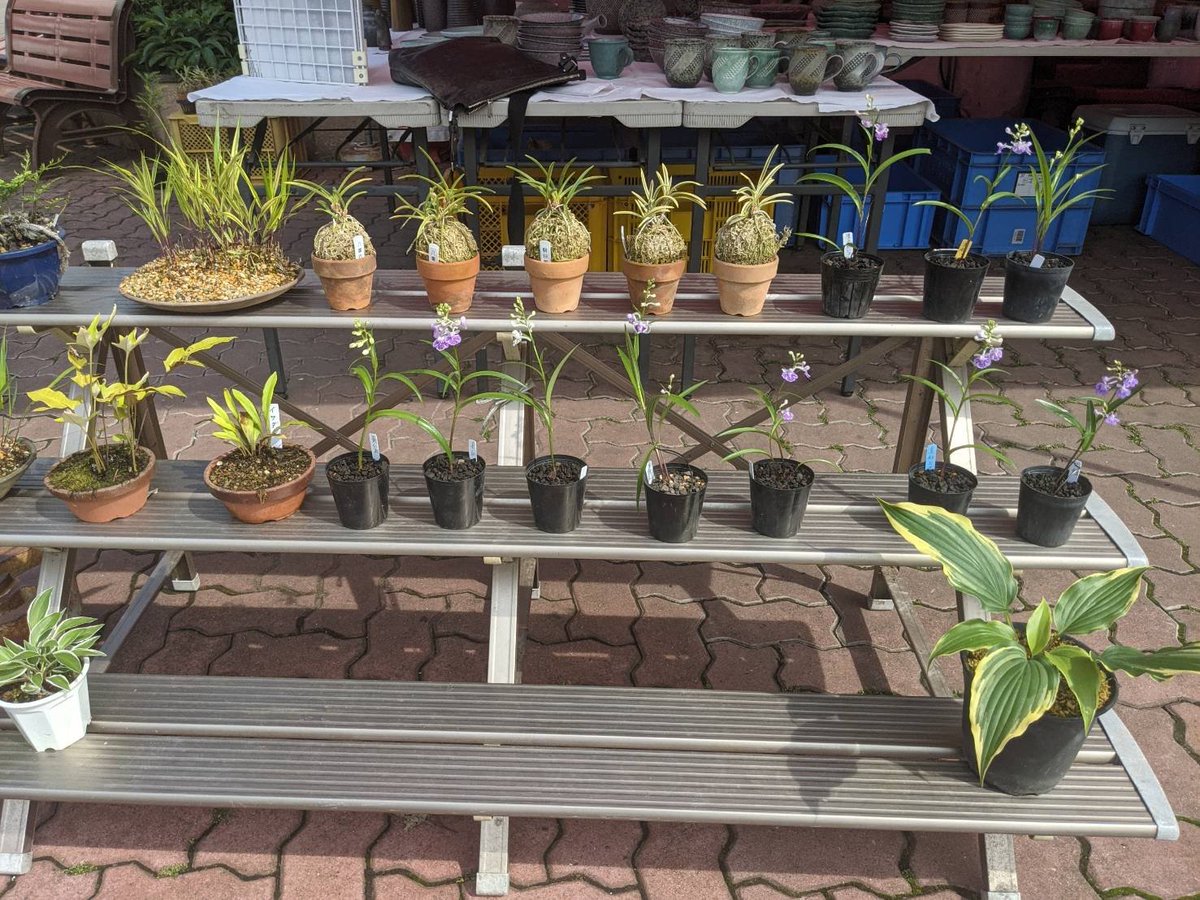 レストランサイボク横テントでは「秩父椿森窯」の陶芸作品と山野草を