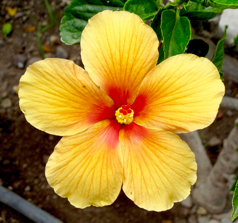 EveLittlepage's tweet photo. #FlowerReport from #SOTB🇲🇽May's #FullFlowerMoon🌝, an #Hibiscus🌺 blooming now, & a #Pumpkin🎃, gifted to me by a neighbor last October, that lasted until this month. 8 months!😮🎃😊✌️🖖🧡 #ForFritz🧡 https://t.co/a6xqBhK3We