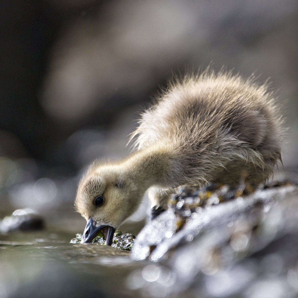 JohnReedPavan's tweet photo. Another gosling photo from Friday. Taken near Little Hellgate Saltmarsh on Randall's Island.
#gosling #waterfowl #canadagoose #goose #babygoose #fuzzy #cute #eating #water #littlehellgate #saltmarsh #randallsisland #nycparks #shotoncanon #sigmaphoto #luminarai #nature #wildlife https://t.co/AySPNliVkI