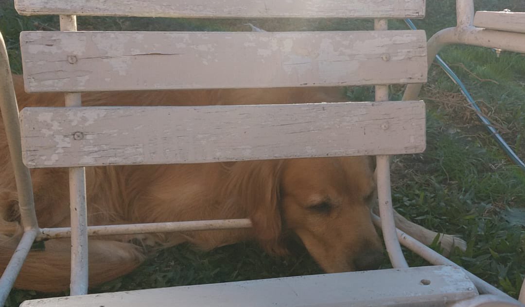 vilucarini's tweet photo. Esta secuencia se Benjamin 🐶 me parte el cuore 💔 De que planeta viniste perrito del bien 🤩 https://t.co/9u3HESIZRZ