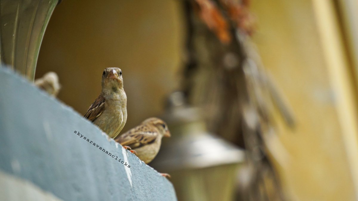 sky_saravanan's tweet photo. #sony #a6000 #sky #skysaravananclicks #sonyalpha #sparrow https://t.co/T2iPJSQdBO