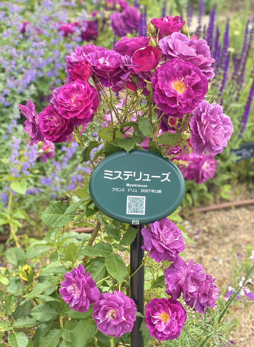 a_dc0h's tweet photo. にこにこ笑顔で可愛く
咲いていた薔薇のお花𓂃܀𑁍
とっても癒されたわ♡.｡º*
ありがとうね～(🌺❛ ֊ ❛„)

皆さま今月も
ありがとう
ございました🙇‍♀️

6月もよろしく
お願い致します(❀ᴗ͈ˬᴗ͈)⁾⁾

今日も笑顔の幸せな
一日を𓍯 𓂃🌺 https://t.co/q067gRKt62