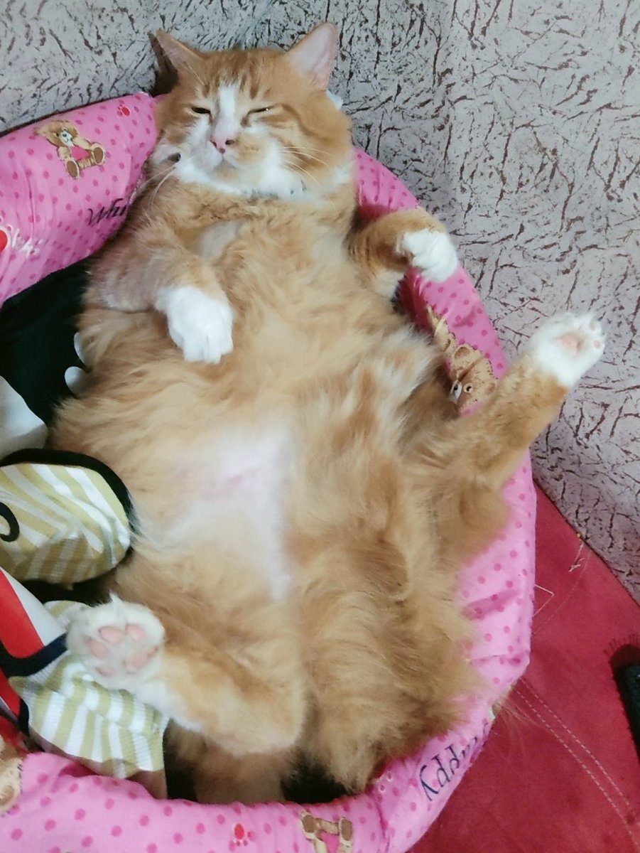 Gaby031920's tweet photo. Cc es Sábado y quiero descansar❗// Y los vecinos empiezan con sus🗣️💃🕴️🎶🎉🎊😾🕳️

#SamirZambrano
#BaldraVelásquez
#ModeloGarfield😻
Confirmen https://t.co/IFFBXePYQb