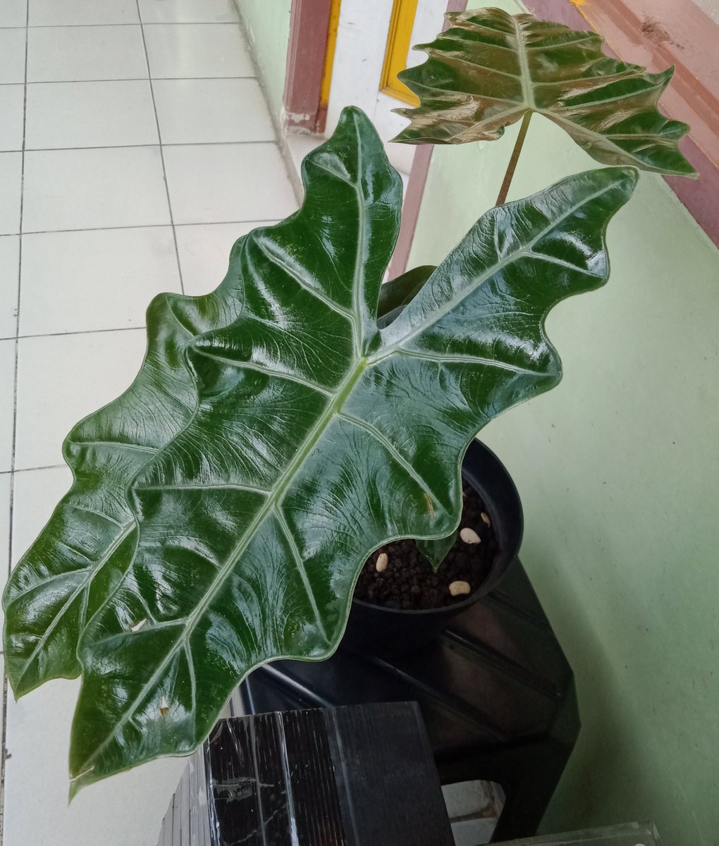 MineAyesha's tweet photo. You are beautiful, you are worthy, you are enough,..morning tweeps,..
Tag 3 muskeeters, my mood booster🤩🤣🤣
@aridhani
@meeneel
#goodmorning
#leafshine
#beginner
#happyMe https://t.co/ihEcBIPCGD