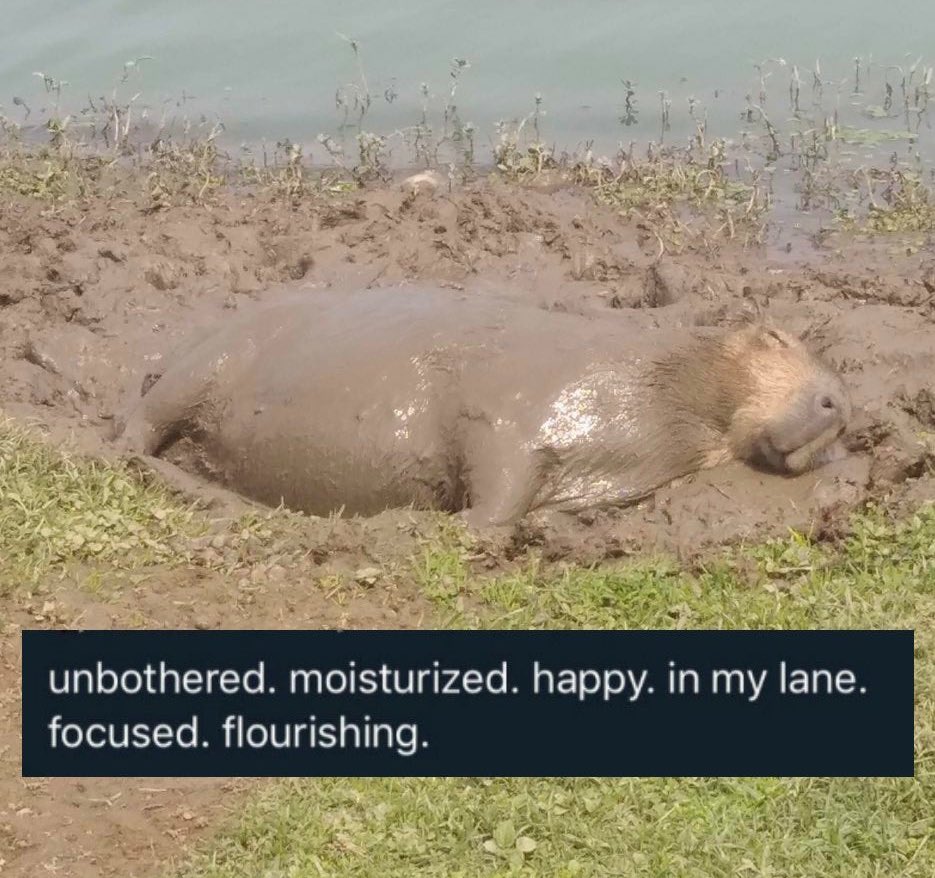 CAPYBARA_MAN's tweet image. 